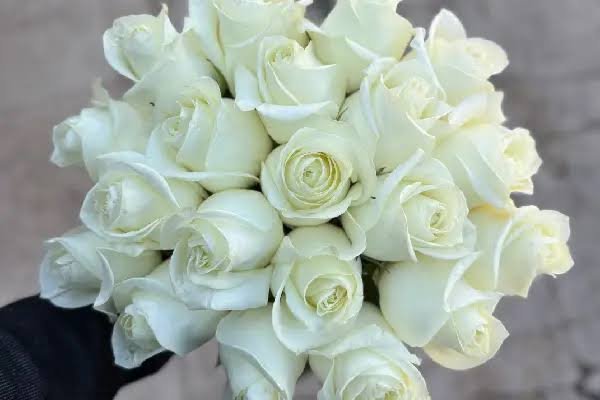  عکس گل رز سفید برای پروفایل
