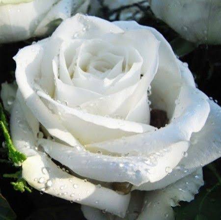 عکس گل رز واقعی سفید