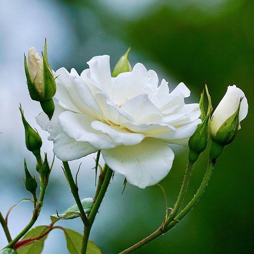  عکس گل رز واقعی سفید