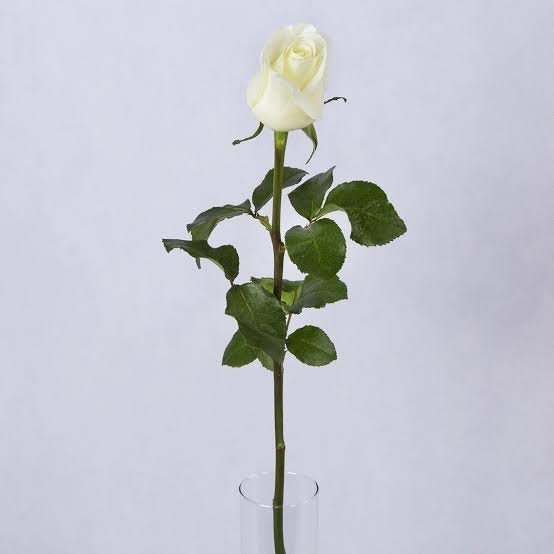 عکس گل رز واقعی سفید