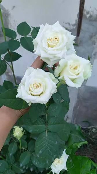  عکس گل رز واقعی سفید