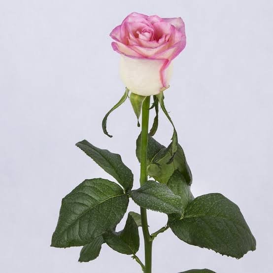  عکس گل رز واقعی سفید