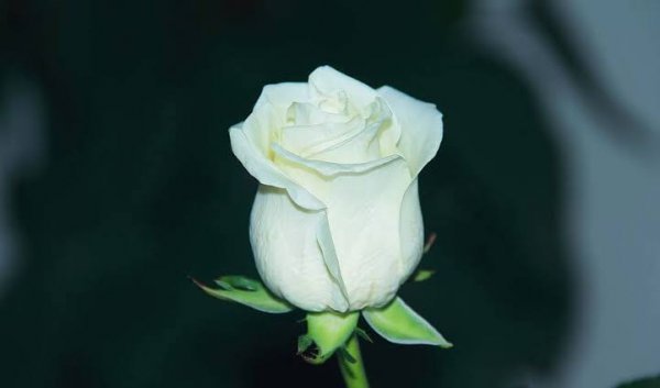  عکس گل رز واقعی سفید