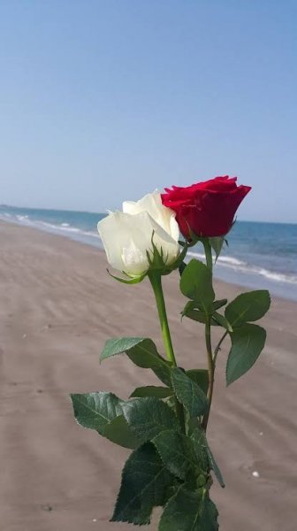  عکس گل رز واقعی سفید
