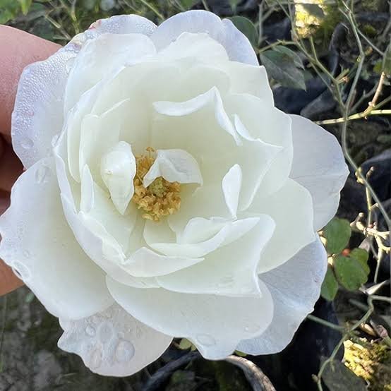  عکس گل رز واقعی سفید