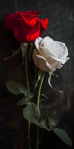  عکس گل رز واقعی سفید