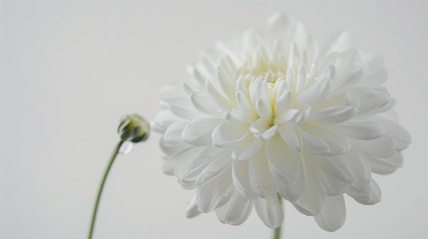  عکس گل داوودی برای پس زمینه