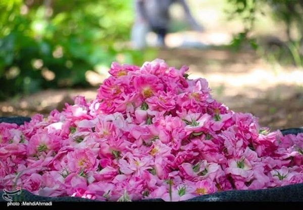  عکس گل محمدی