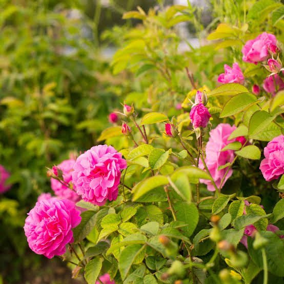  عکس گل محمدی