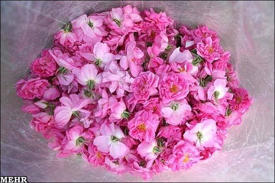  عکس گل محمدی