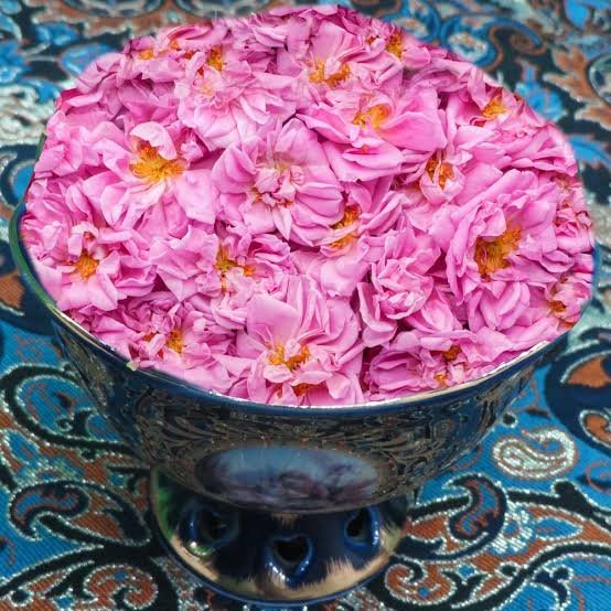  عکس گل محمدی