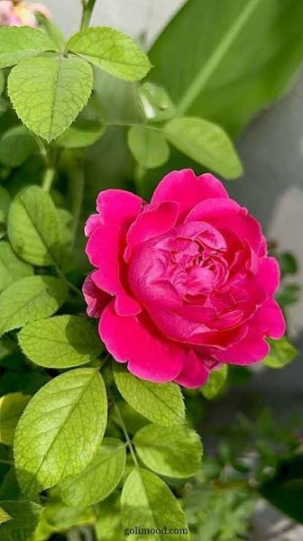  عکس گل محمدی