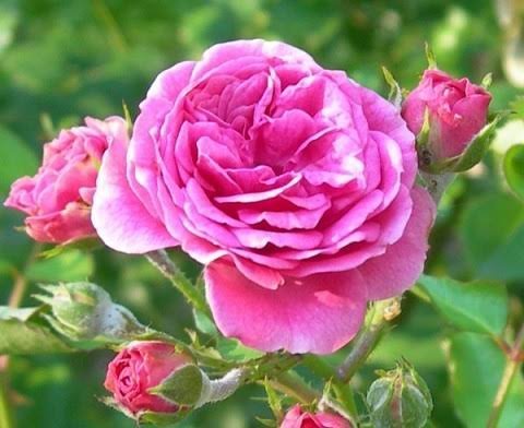  عکس گل محمدی