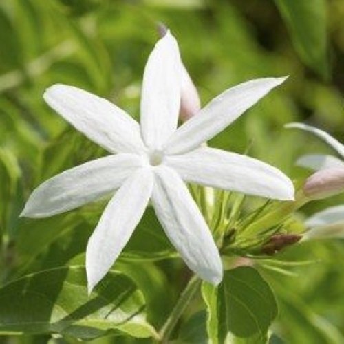  عکس گل یاس