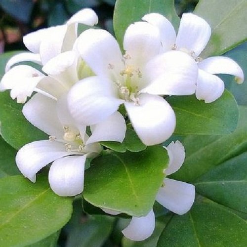  عکس گل یاس