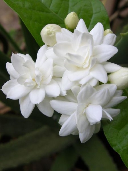  عکس گل یاس