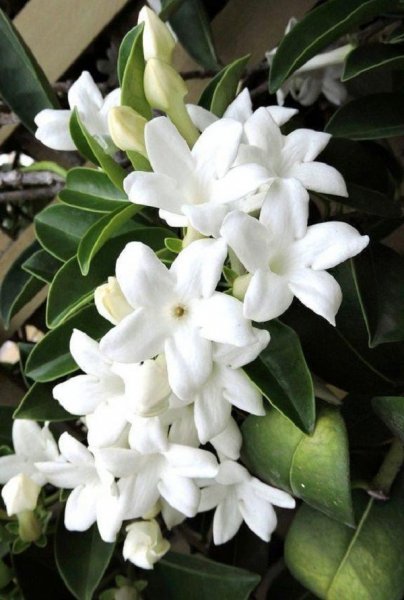  عکس گل یاس