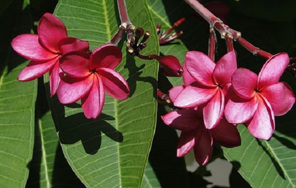  عکس گل یاس