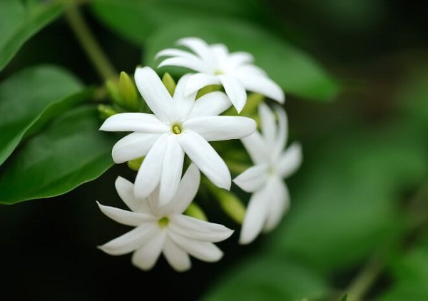  عکس گل یاس