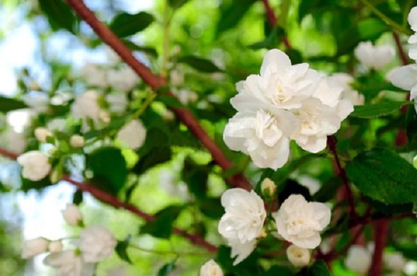  عکس گل یاس