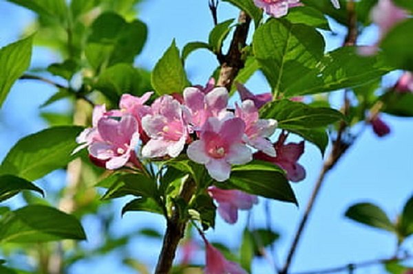  عکس گل یاس