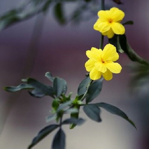  عکس گل یاس