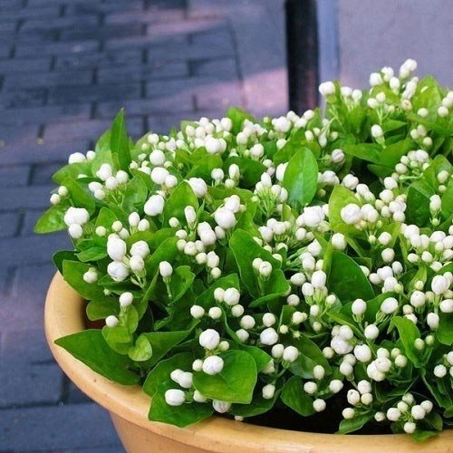  عکس گل یاس