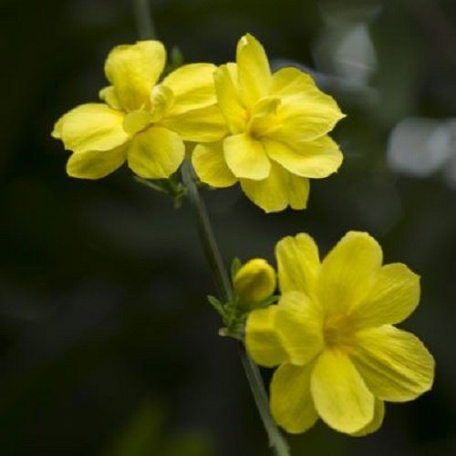  عکس گل یاس