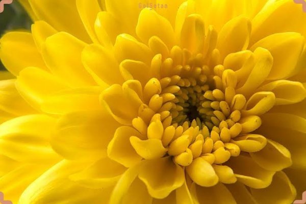  عکس انواع گل داوودی