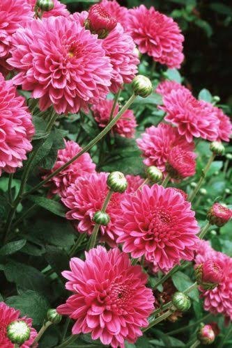  عکس انواع گل داوودی