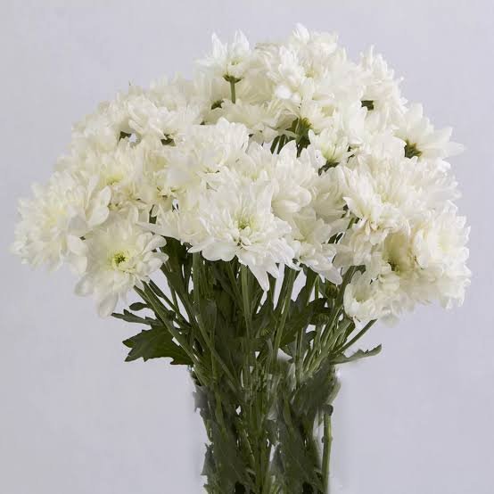  عکس انواع گل داوودی