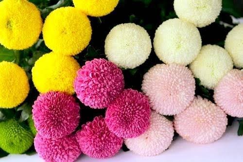  عکس انواع گل داوودی