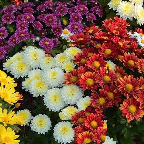 عکس انواع گل داوودی