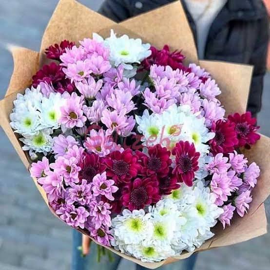  عکس انواع گل داوودی
