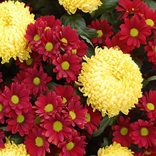  عکس انواع گل داوودی