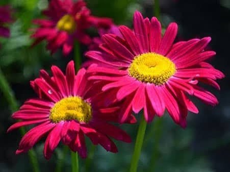  عکس انواع گل داوودی