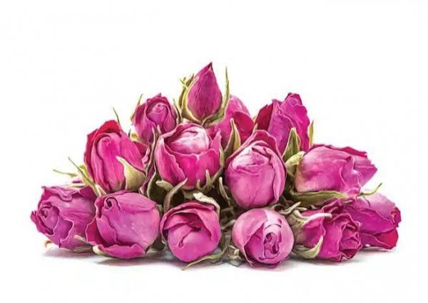  عکس گل محمدی طبیعی