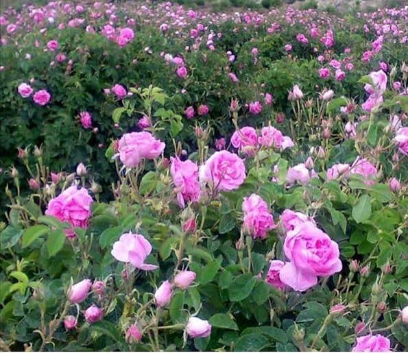  عکس گل محمدی طبیعی
