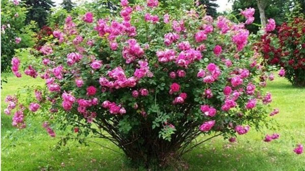  عکس گل محمدی طبیعی