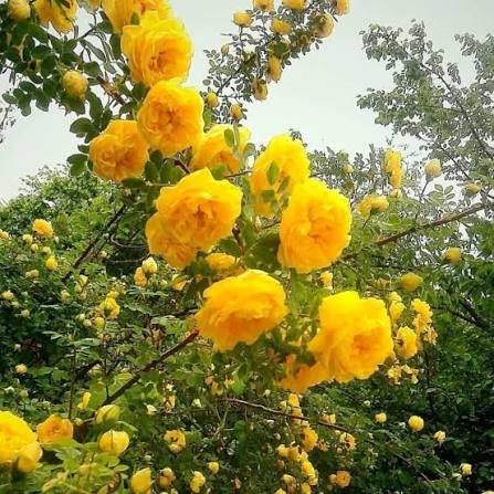  عکس گل محمدی طبیعی
