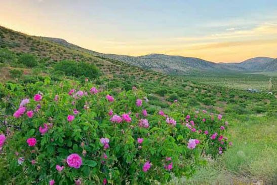  عکس گل محمدی طبیعی