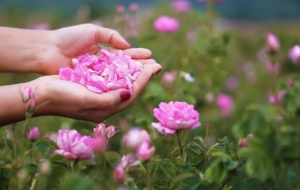  عکس گل محمدی طبیعی