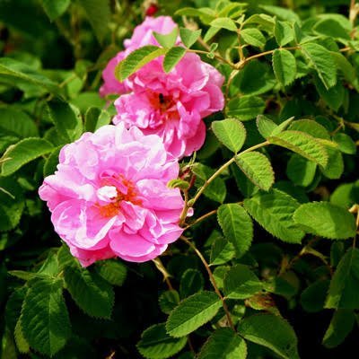  عکس گل محمدی طبیعی