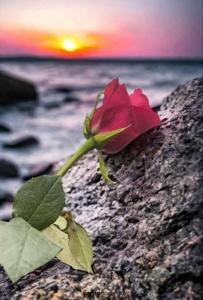  عکس گل محمدی قرمز جدید