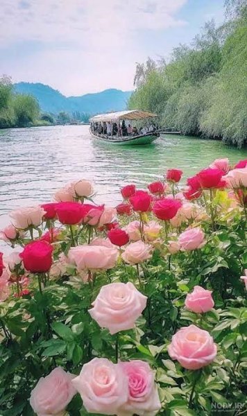  عکس گل محمدی قرمز جدید