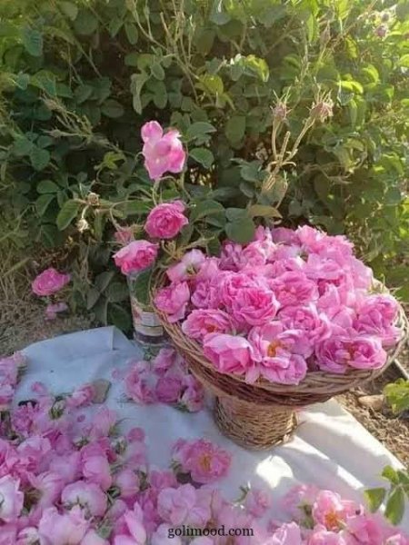  عکس گل محمدی قرمز جدید