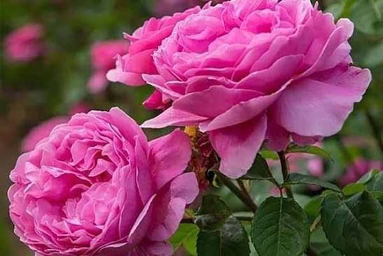  عکس گل محمدی قرمز جدید
