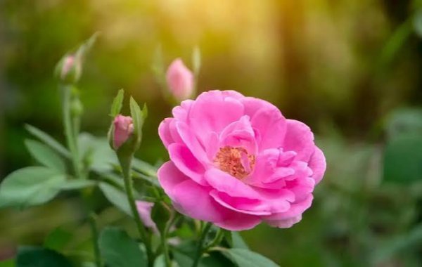  عکس گل محمدی قرمز جدید