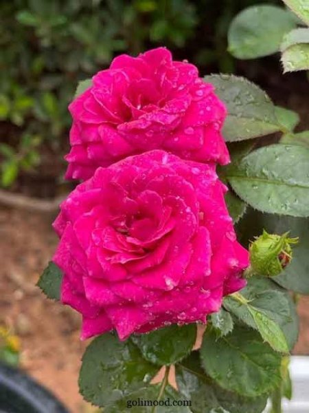  عکس گل محمدی قرمز جدید