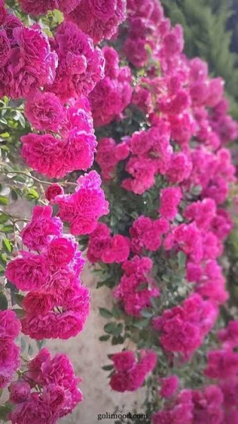  عکس گل محمدی قرمز جدید